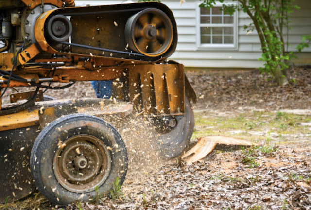 stump removal in East Haven