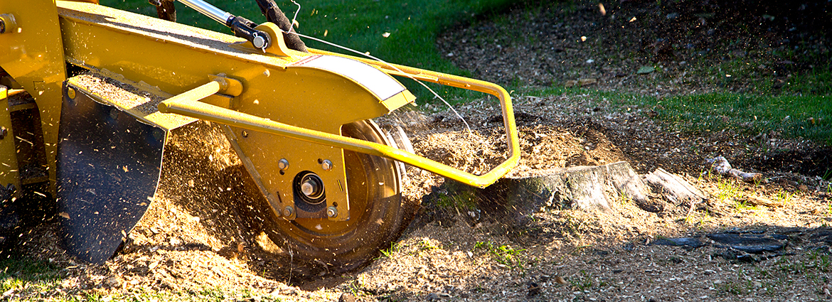 CT Stump Removal